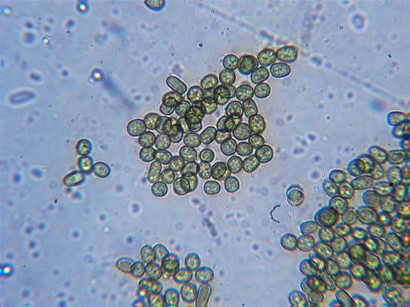 Creopus gelatinosus ?